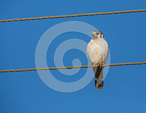 Female American Kestrel on a wire