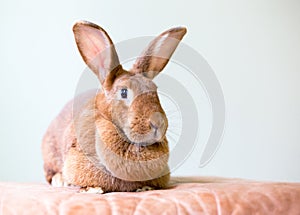 A female American rabbit with a large dewlap