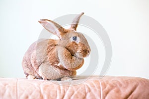 A female American rabbit with a large dewlap photo
