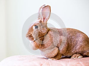 A female American rabbit with a large dewlap photo