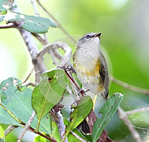 Female American Redstar