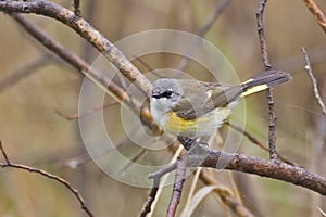 Female American Redstart, Setophaga ruticilla, perched in a tree