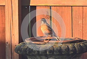 Female American Robin at Dawn