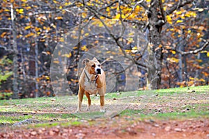 Female American  Staffordshire Terrier dog in autumn