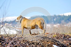 Female American  Staffordshire Terrier dog in nature