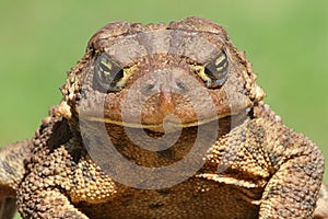 Female American Toad (Bufo americanus)