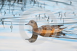 Female American Wigeon portrait