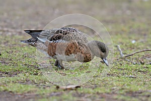 Female American Wigeon portrait