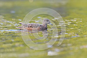 Female American Wigeon portrait