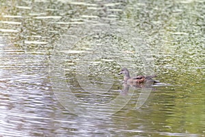 Female American wigeon swimming in the Chesapeake and Ohio Canal National Historical Park.Maryland.USA