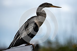 Female Anahinga Bird Pirched on Railing