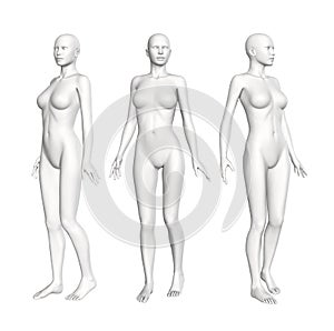 Female Anatomy Figure