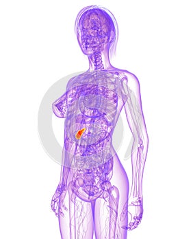 Female anatomy - gallbladder photo