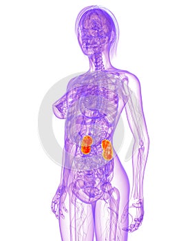 Female anatomy - kidneys photo