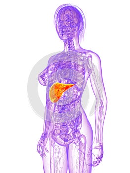 Female anatomy - liver photo