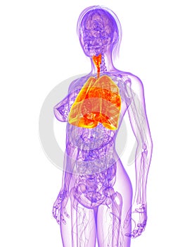 Female anatomy - lung photo