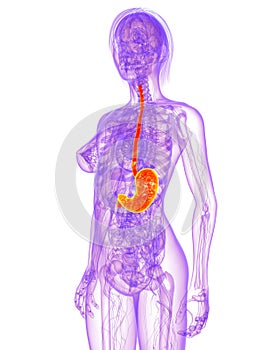 Female anatomy - stomach photo