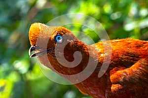 Female Andean Cock of the Rock in Colombia