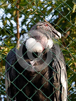 Female of the Andean Condor Vultur gryphus in a cage at the zoo