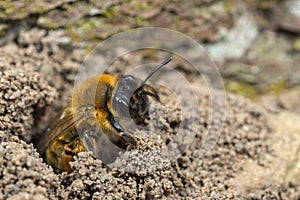 A female Andrena mining-bee at her nest burrow