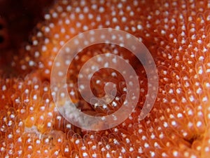 The female Anemonefish or Amphiprion percula laid eggs in a nest built by the male clownfish during a leisure dive in Tunku Abdul