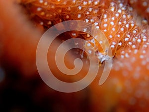 The female Anemonefish or Amphiprion percula laid eggs in a nest built by the male clownfish during a leisure dive in Tunku Abdul