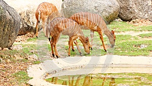 Female Angus antelopes (Tragelaphus angasii) eating grass photo