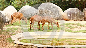 Female Angus antelopes (Tragelaphus angasii) eating grass photo