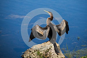 Female Anhinga