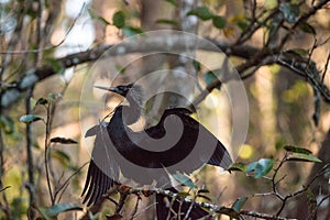 Female Anhinga bird called Anhinga anhinga