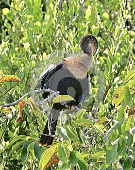 Female anhinga bird Everglades Florida