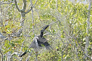 Female anhinga bird Tree Everglades Florida