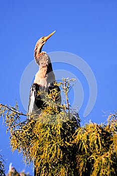 Female anhinga blue sky