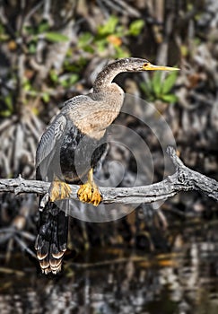 Female Anhinga on a Branch