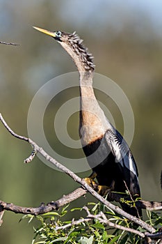 Female anhinga in breeding plumage in Florida