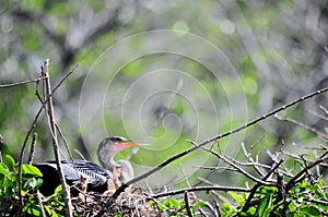 Female anhinga & chicks in nest