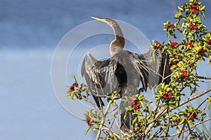 Female Anhinga Drying its Wings in a Brazilian Pepper Tree