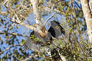 Female Anhinga Drying its Wings in a Tree