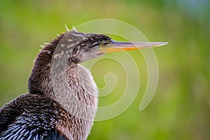 A Female Anhinga in Everglades National Park, Florida