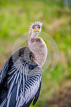 A Female Anhinga in Everglades National Park, Florida