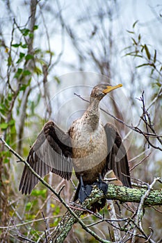 A Female Anhinga in Everglades National Park, Florida