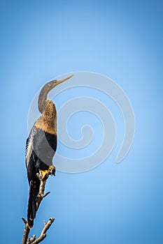 A Female Anhinga in Everglades National Park, Florida