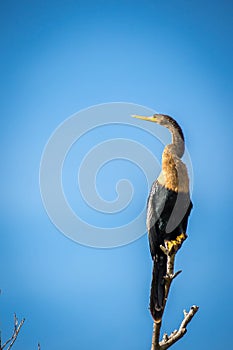 A Female Anhinga in Everglades National Park, Florida