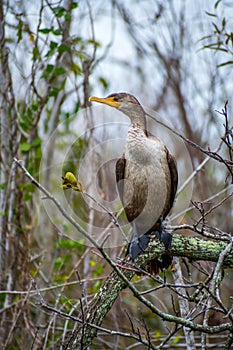 A Female Anhinga in Everglades National Park, Florida