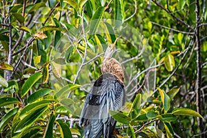 A Female Anhinga in Everglades National Park, Florida