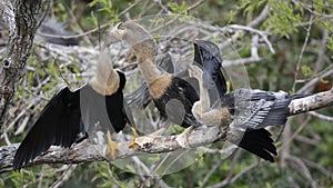 Female anhinga feeding her chick while its smaller sibling looks