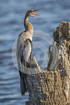 Female Anhinga with its Gular Pouch Extended