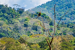 A female Anhinga perched on a tree