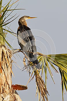 Female Anhinga perched in a palm tree - Melbourne, Florida