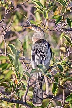 Female Anhinga perching on a mangrove tree.